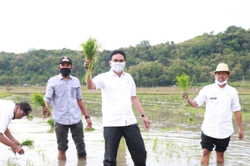 Jadi Penyangga Pangan Nasional, Bupati Barru dan Wabup Kembali ke Sawah