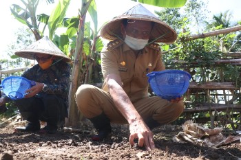 Usai Pujananting, Giliran Balusu Jadi Sasaran Penanaman Bawang Merah