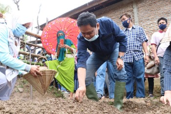 Pemkab Barru Target 26 Hektar Tanaman Bawang Merah, Bupati Sebut Potensinya 600 juta Perhektar Pertahun