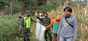 Hadiri Panen Jagung, Danramil dan Babinsa juga Bagikan Masker
