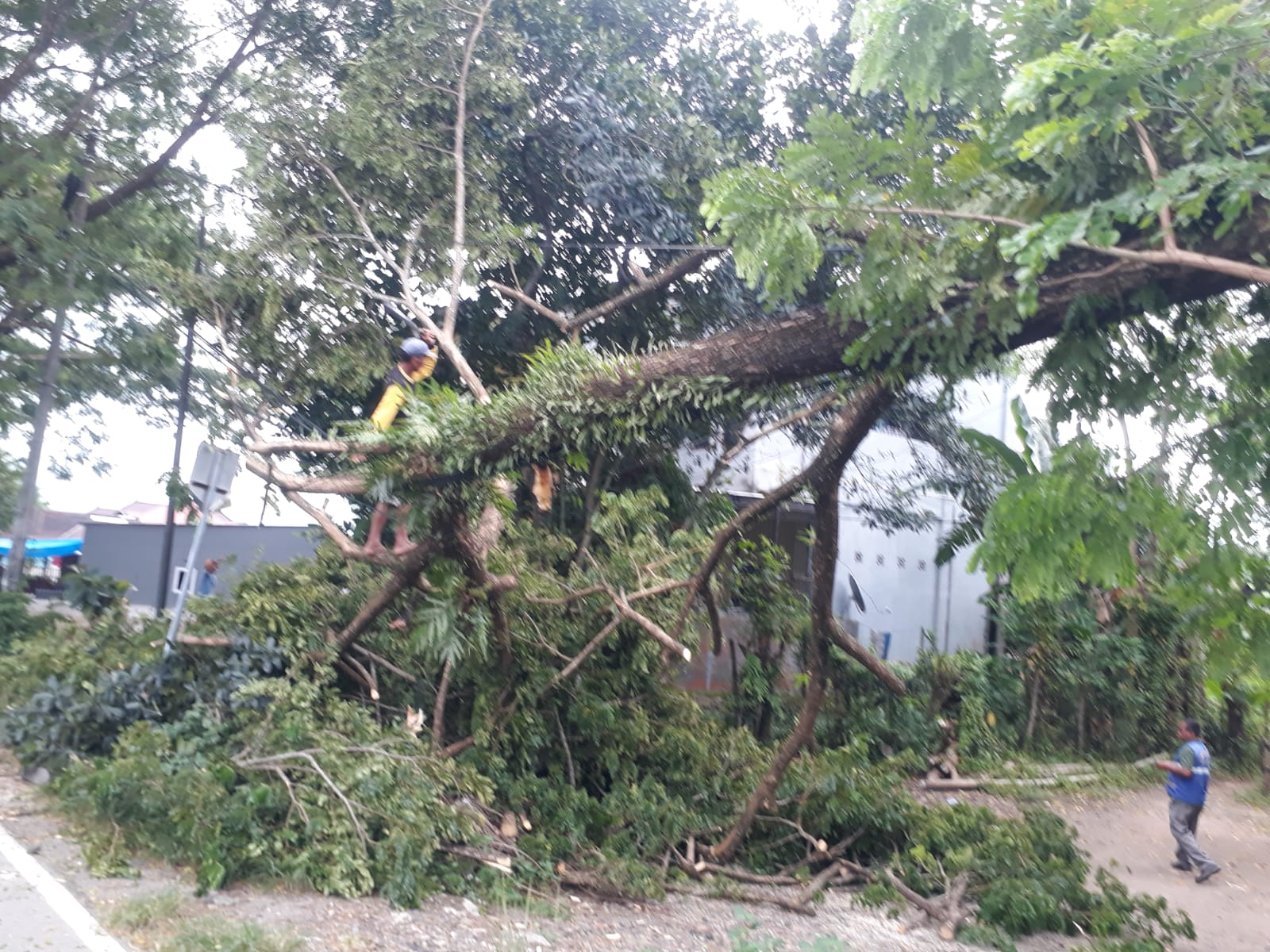 Respon Keluhan WAG, Bupati Barru Instruksikan Dinas Terkait Tangani  Pohon Tumbang di Amaro