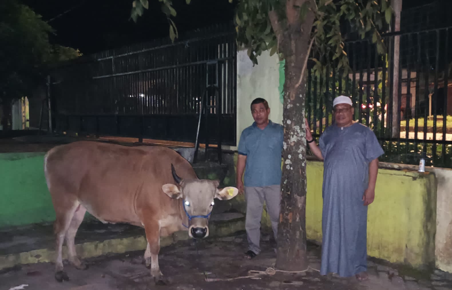 Bupati Barru Serahkan 1 Ekor Sapi Qurban Untuk DDI Mangkoso