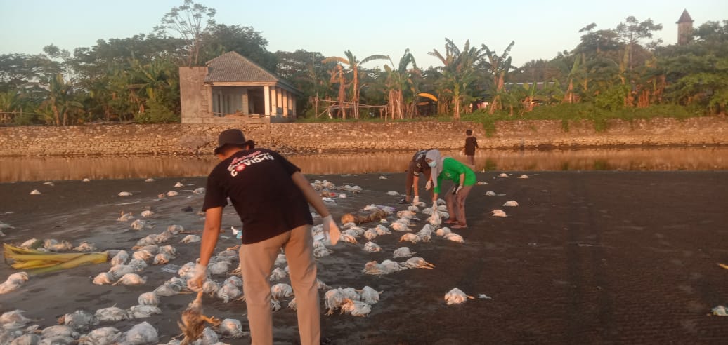 Inisiatif  Kades Lasitae Bersama Warga Bakar Dan Tanam   Bangkai Ayam Berserakan Dibuang Oknum Tak bertanggung Jawab