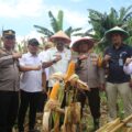 Plh. Sekda dan Kapolres  Barru Hadiri Panen Raya Jagung di Desa Corawali: Bukti Serius dalam Wujudkan Ketahanan Pangan