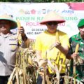 Pemkab Barru dan Polres Panen Jagung 1,5 Ton: Dukung Kemandirian Pangan Nasional