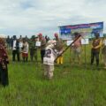 Mappalili Desa Manuba: Warisan Budaya yang Menyatu dengan Semangat Musim Tanam 2025/2026