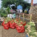Petani di Dusun Butung dan Bujung Lompo Nikmati Puncak Panen Jelang Lebaran